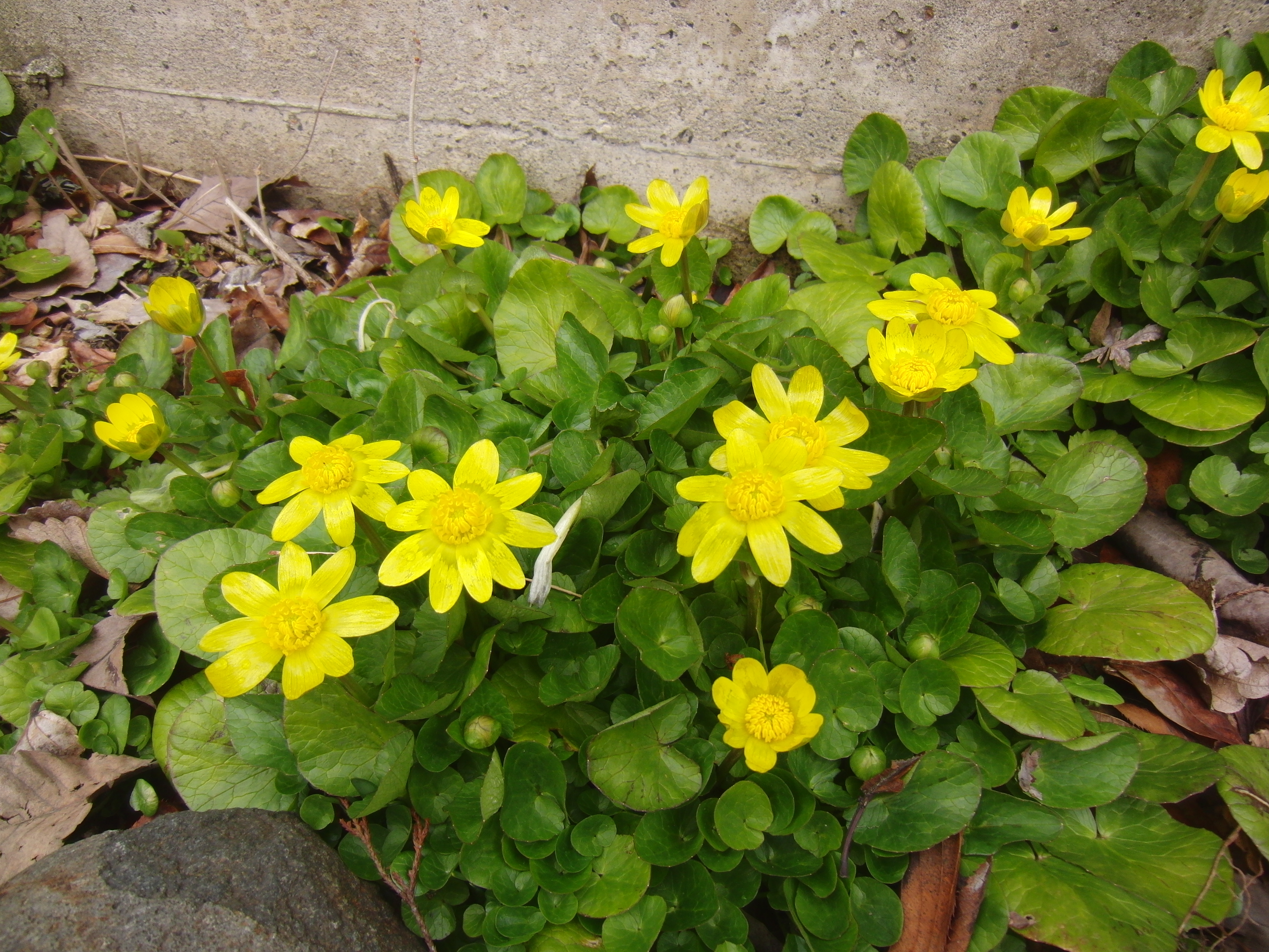 春には黄色い花が多い 一家団欒 長野統一家庭連合